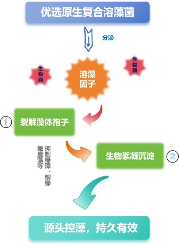優(yōu)選原生復(fù)合溶藻菌.png