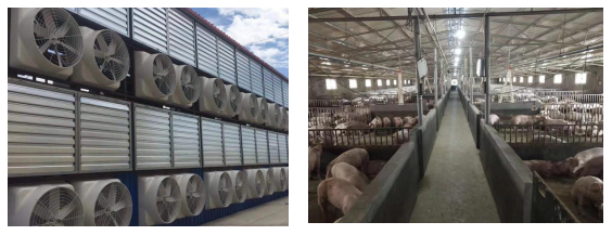 綠色養殖，惡臭驅散 —— 養豬場環保升級指南